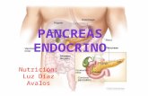 Pancreas  endocrino