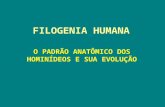 O padrão anatômico dos hominídeos e sua evolução(1) 29 09-08