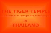 O Templo dos Tigres - Tailândia (Tiger Temple - Thailand)