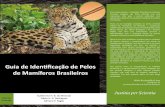 Guia de identificação - pelos de mamíferos brasileiros