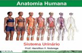Aula 13   sistema urinário - anatomia e fisiologia