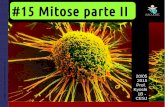 1EM #15 mitose II