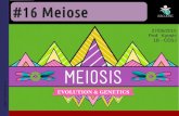1EM #16 meiose