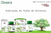 Indicações da folha de oliveira