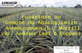 Abacaxi - fusariose - Ananas comosus- Fusarium subglutinans - doença- gomose - fitopatógeno - controle - variedades resistentes