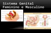Sistema Genital Feminino e Masculino