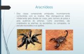 Parasitologia- Morfologia e Efeito Do veneno das Aranhas e Escorpião