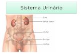 Anatomia - Sistema Urinário