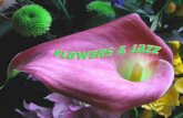 Flowers & jazz