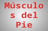Músculos Del Pie
