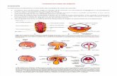 Resumo - Embriologia - Cavidades do Corpo do Embrião