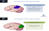 Neurociencias - Aspectos Funcionais Do Cerebro - Parte 2