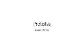 283063-Protoctista(Protozoarios e Algas)