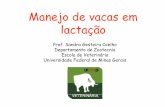 Embrapa Manejo de vacas em lactacao Modo de Compatibili_dade.pdf