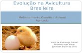 Evolução na Avicultura Brasileira.ppt