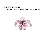 Histologia del Sistema Cardiovascular- MEDICINA HUMANA