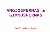 Angiospermas e Gimnospermas - 2ºano