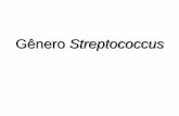 Aula Streptococcus