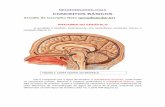 neurorradiologia CONCEITOS BÁSICOS