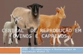 Central Avançada de Reprodução Em Ovinos e Caprinos