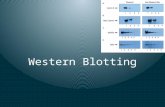 Western Blotting01.pptx