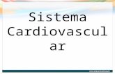 P0001 File Sistema Cardiovascular