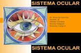 Anatomia de Globo Ocular