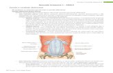 91132757 Resumo de Anatomia Parede Cavidade Abdominal e Aparelho Digestorio