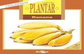 Cultivo de Banana