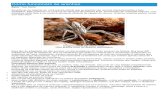 Aranhas - Ficha Completa do Arachnida - Como funcionam as aranhas.pdf