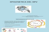 Epigenetica Del HPV (1)