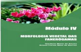 Morfologia Vegetal das Fanerógamas.pdf