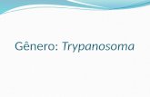 11 - Trypanosoma alunos