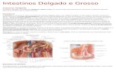 Resumo Anatomia Intestinos Delgado e Grosso