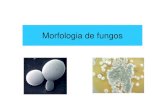 Aula 5. Morfologia de Fungos