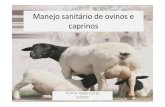 Manejo Sanitário Ovinos e Caprinos