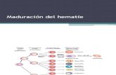 Clase 07 Estructura y Función Del Hematíe