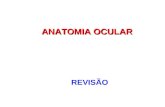REVISÃO Anatomia e fisiologia do olho