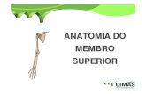Anatomia Punho e Mão - Radiologia