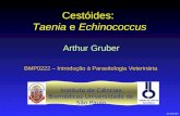 Cestoides Taenia Echinococcus 2012