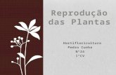 Reprodução das plantas