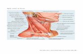 ATPS Anatomia Imagens