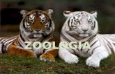 Historia de La Zoologia y Sus Ramas