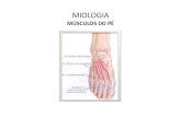 Miologia - Músculos do pé