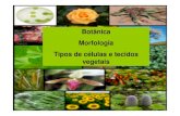 Morfologia Vegetal - 2010 - Profa Estela