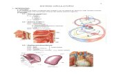 7.Sistema Circulatorio