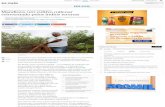 Mandioca: um cultivo milenar reinventado pelos índios terenas