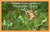 Espécie de Borboleta - Chlosine lacinia saundersi