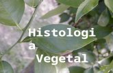 Histologia vegetal 2ºm 3º m