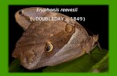 Espécie de Borboleta - Eryphanis reevesi